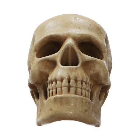 Detailed close-up of a human skull sculptureの写真素材