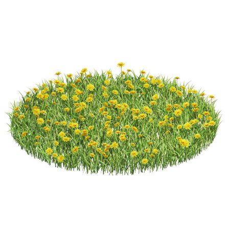 Lush patch of dandelions in vibrant bloomの写真素材
