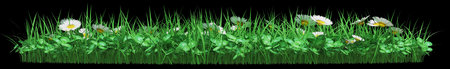 Lush grass with daisies on a black background.の写真素材