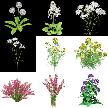 Botanical illustration of diverse flowering plants.の写真素材