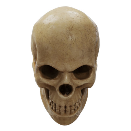 Realistic human skull isolated on white backgroundの写真素材