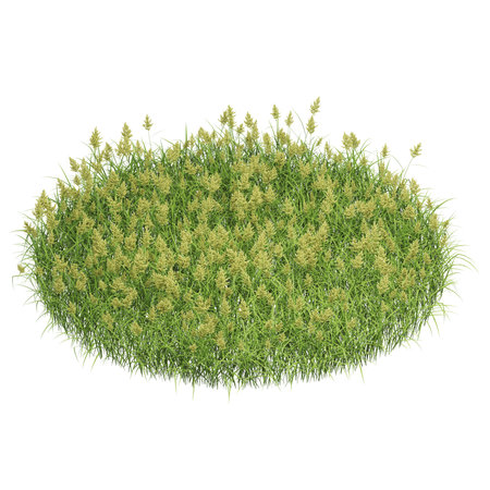 Lush patch of green grass with seed heads.の写真素材