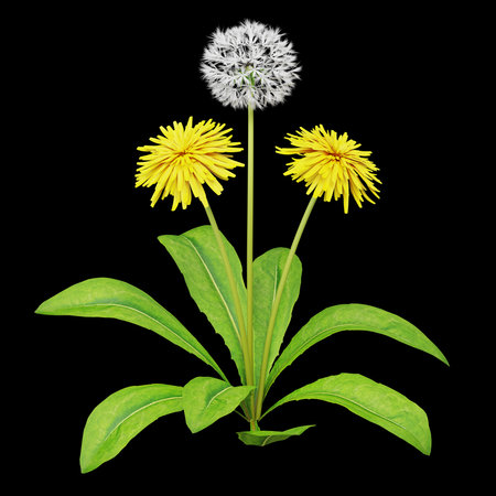 Dandelion plant with vibrant yellow flowers.の写真素材