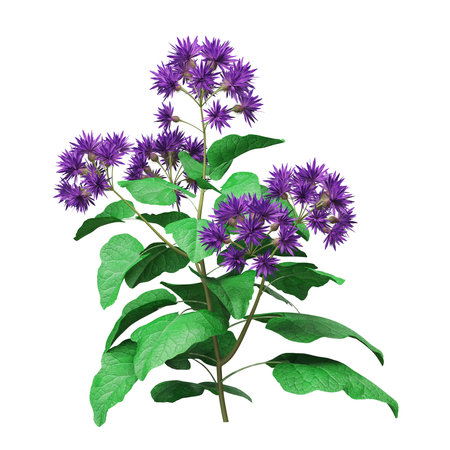 3D rendering of a aster isolated on white background with clipping pathの写真素材