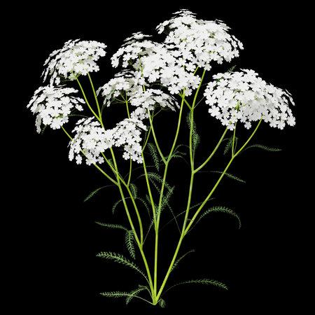 Delicate white flowers on vibrant green stems.の写真素材