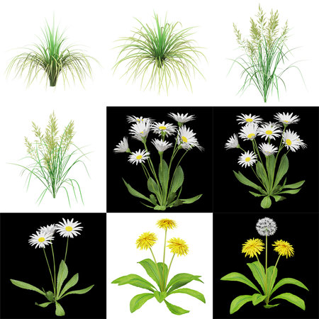Various plants and flowers on contrasting backgroundsの写真素材