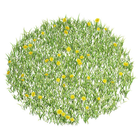 Circular patch of wildflowers and grassの写真素材