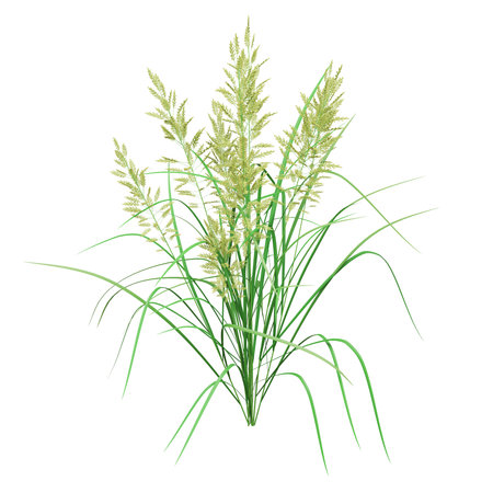 Tall green grass with delicate seed headsの写真素材