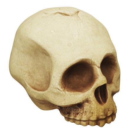 Realistic human skull on white background.の写真素材