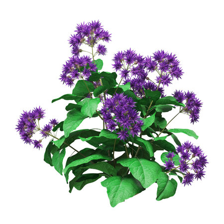 Vibrant purple flowers with lush green foliage.の写真素材