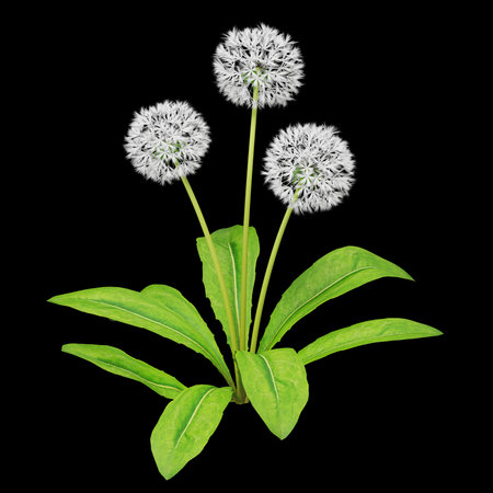 Three vibrant dandelion seed heads on leafy stemsの写真素材