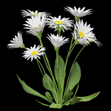 Vibrant daisies against a dark backgroundの写真素材