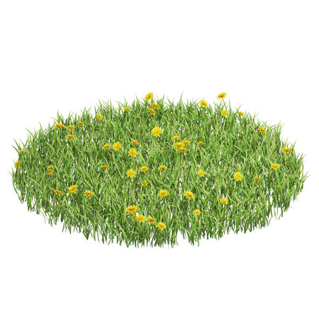 Vibrant patch of dandelions in green grassの写真素材