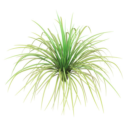 Lush green ornamental grass on white backgroundの写真素材