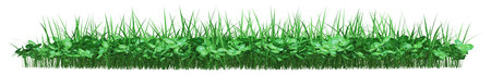 Lush green grass and clover borderの写真素材