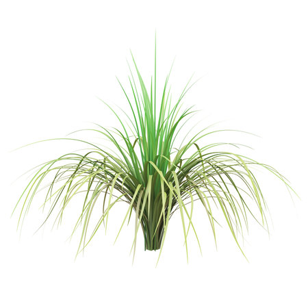 Vibrant ornamental grass on white backgroundの写真素材