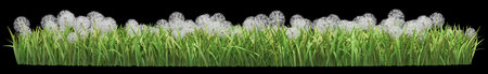 Lush green grass with blooming dandelionsの写真素材