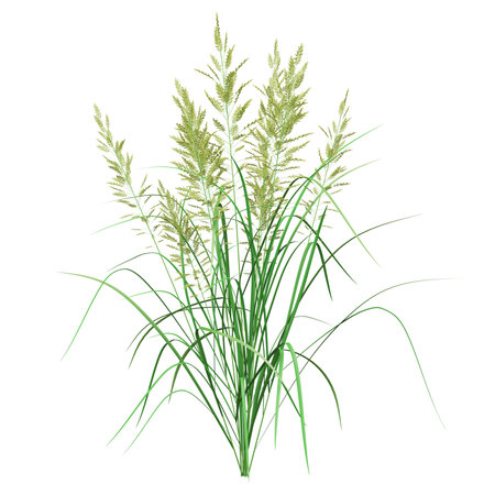 Lush green ornamental grass on white background.の写真素材