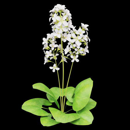 Elegant white flowers with glossy green leavesの写真素材