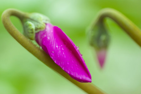 water drops on violet bud flower on green backgroundの写真素材