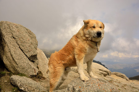 Sheepdog facing the mountain with strong wind