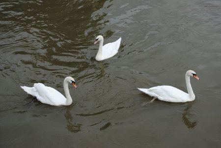 swansの写真素材