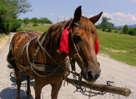 beautiful horse in a green field somewhere in romania on a hillの写真素材