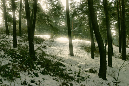 Fairy Forest Detail