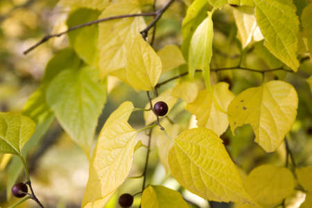 Nature Miracleの写真素材