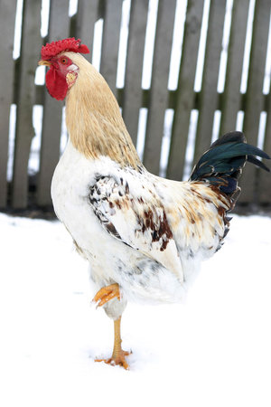 Impresive rooster in snowの写真素材