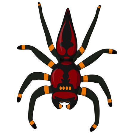 Black Widow Spider / red back spider Isolated on White Backgroundのイラスト素材