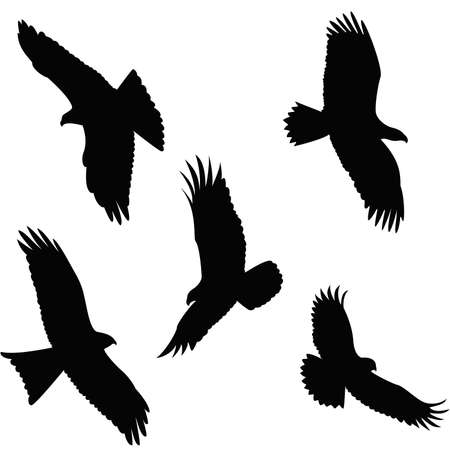 Eagle flying Silhouette on white backgroundのイラスト素材