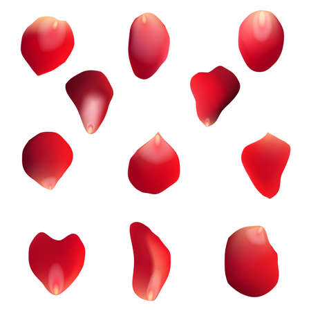 Red rose petals set, isolated on white, vector illustrationのイラスト素材