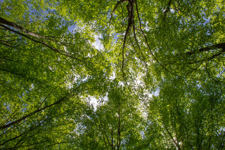 Looking up through the spring green growth of the forest with the sun shinning in the blue skyの写真素材