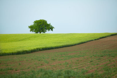 A lone tree in a wheat and maize field lit by the sunの写真素材