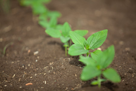 A close-up of a sprout of sunflower sprouts lit by the sun on fertile black soilの写真素材