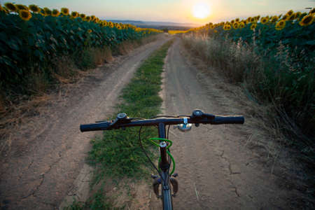 Riding a bike through sunflowers fields at sunset conceptual imageの写真素材