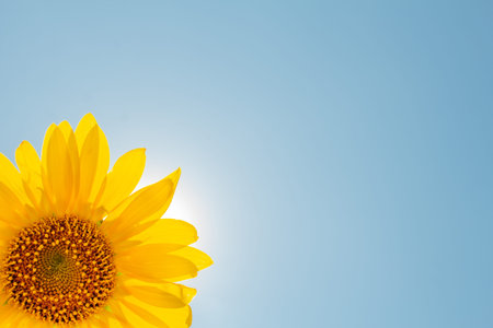 A sun made of sunflower shining over crop field with blue sky