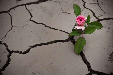 A pink rose on a stem sprouted from a dry cracked soilの写真素材