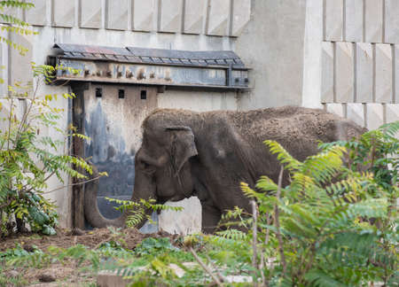 Sofia, Bulgaria, Oct 26 2020: Indian elephant ready to hide in hos den in the Sofia zooのeditorial素材