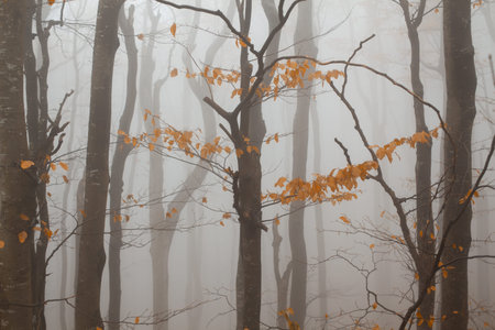 Beautiful beech trees covered in mist with yellow leaves almost fallen down