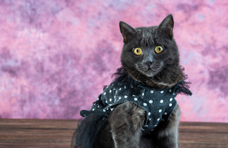 A portrait of a playful domestic cat in a costumeの写真素材