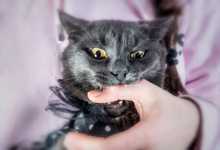 A domestic cat in costume biting its owner fingers for playの写真素材