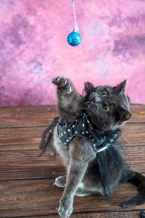 A playful cat in a costume standing up on its back legsの写真素材