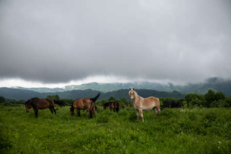 Wild horses on a green meadow on a cloudy rainy day in springの写真素材