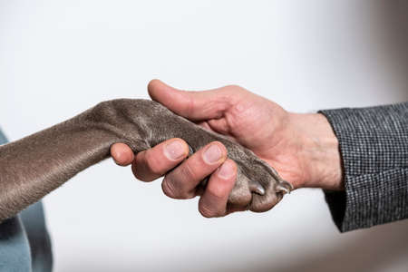 A man holding his dog's paw in his hand. Friendship concept.の写真素材