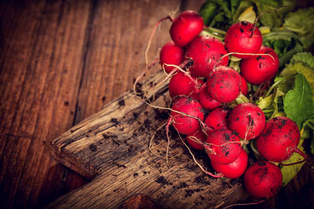 Organic Fresh Radishesの写真素材