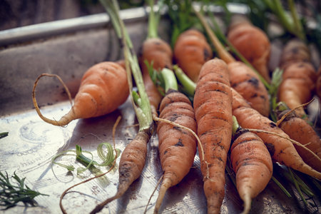Organic carrots on wooden backgroundの写真素材