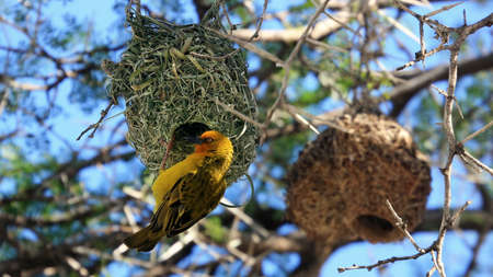 Weaver bird, Montagu, Little Karoo, South Africaの写真素材