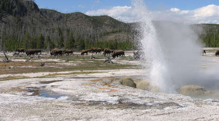 Jewel Geysir and buffalo herd, Yellowstone National Parkの写真素材
